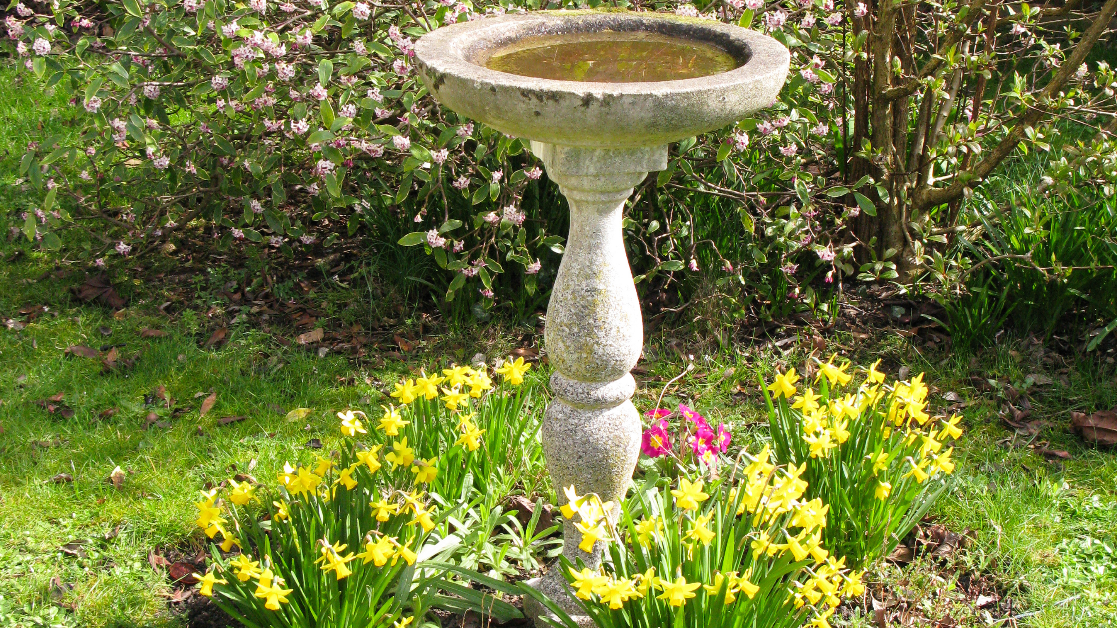 bird water fountain in the middle of a lush green garden