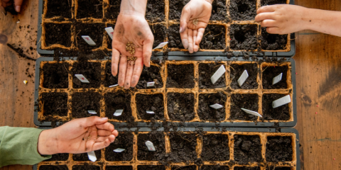 People planting seeds into soil.