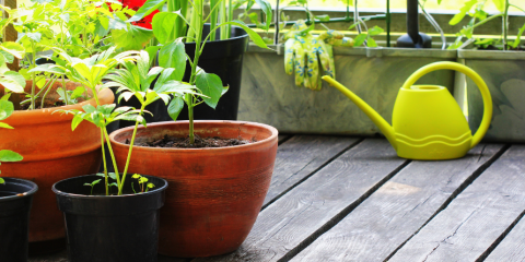 vibrant green plants potted in a terracotta brown pot on top of a wooden balcony floor
