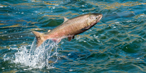 A fish jumping out of water.