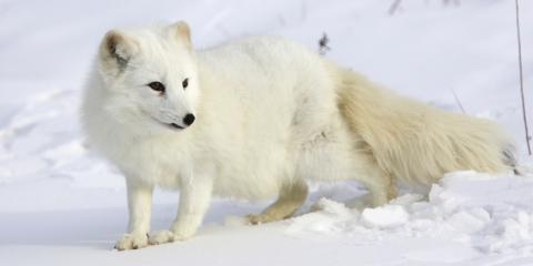 An arctic fox.