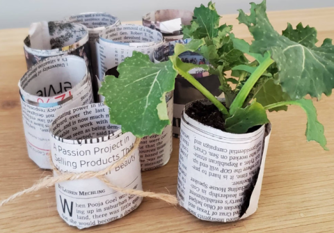 plant in newspaper pots