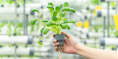 Person holding a plant. 