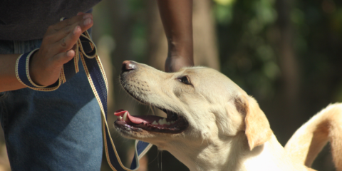 Dog smiling at its trainer. 