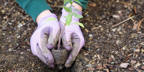 Gloved hands around a little plant in the soil. 