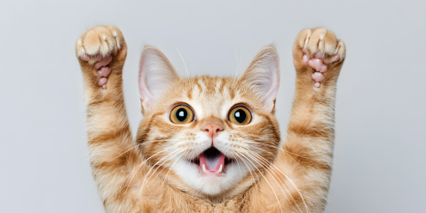 Smiling cat with its paws in the air. 