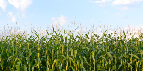 Corn field, sunny day. 