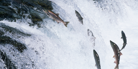 Salmon jumping out of water
