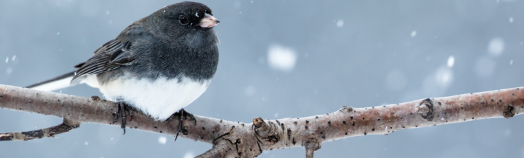 grey and white bird sitting on a branch in a snowy scene