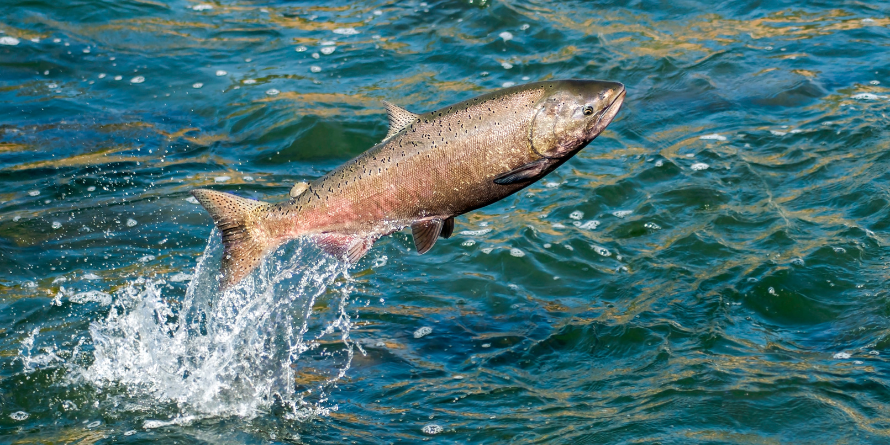 Salmon jumping out of the water.