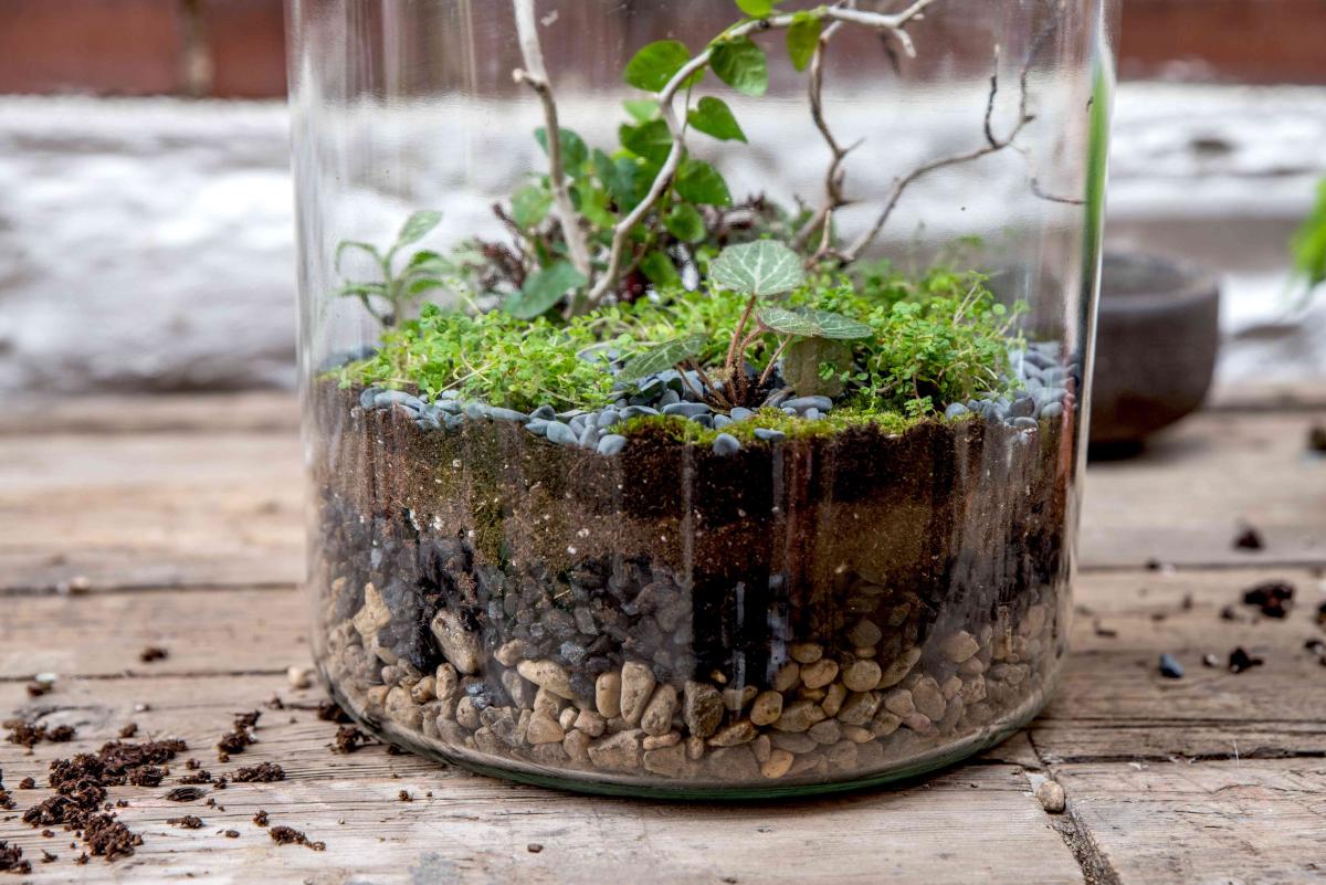 Picture of a terrarium with rocks, dirt, and small plants