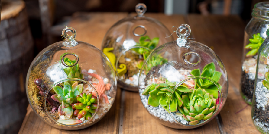 Three terrariums on a table.