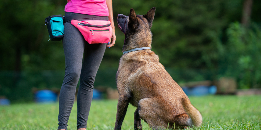 Dog being trained by owner. 