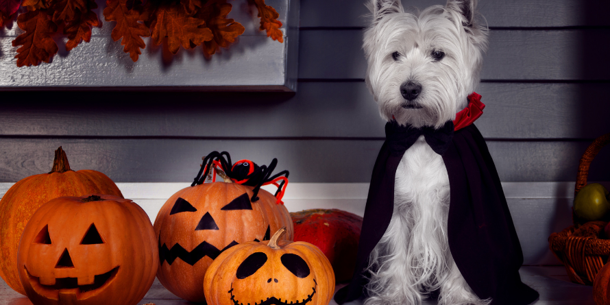 A dog wearing a vampire costume beside carved pumpkins.