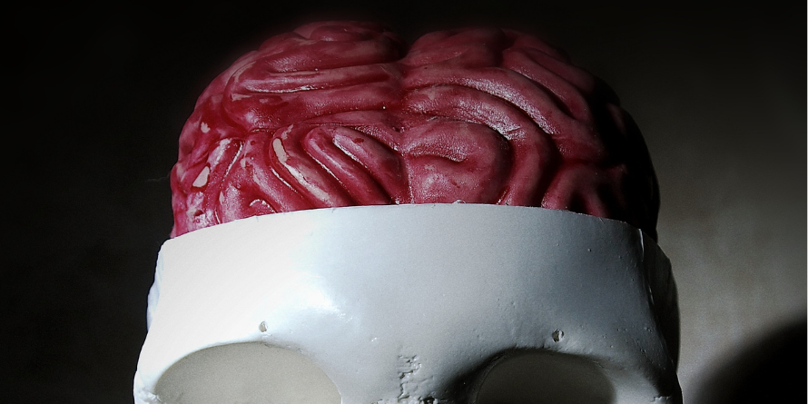 Exposed brain in a plastic skull.