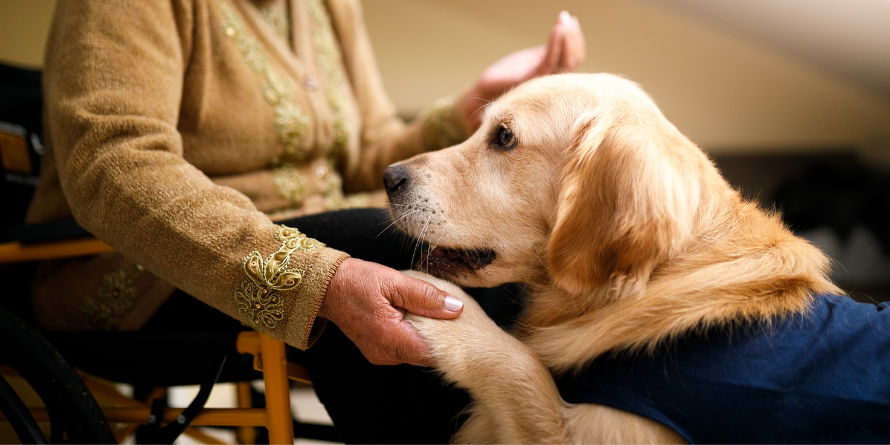 Dog with its paw in a woman's hand. 