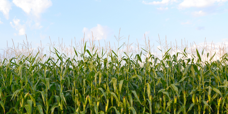 Corn field, sunny day. 